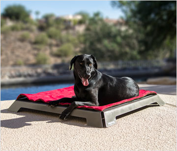 The Dog Pawlour Is The Best Dog Boarding Center In Fort Collins.