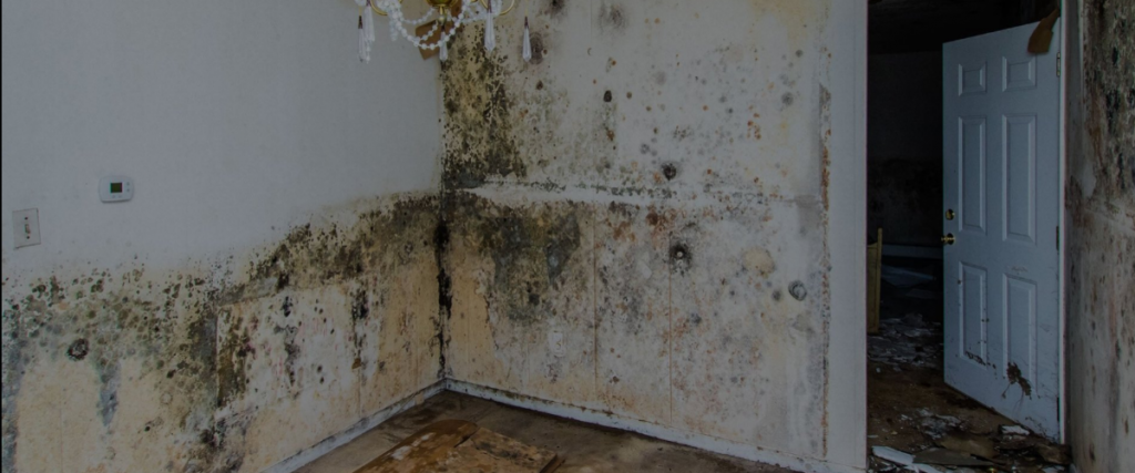 Mold Remediation Company in Bonita Springs