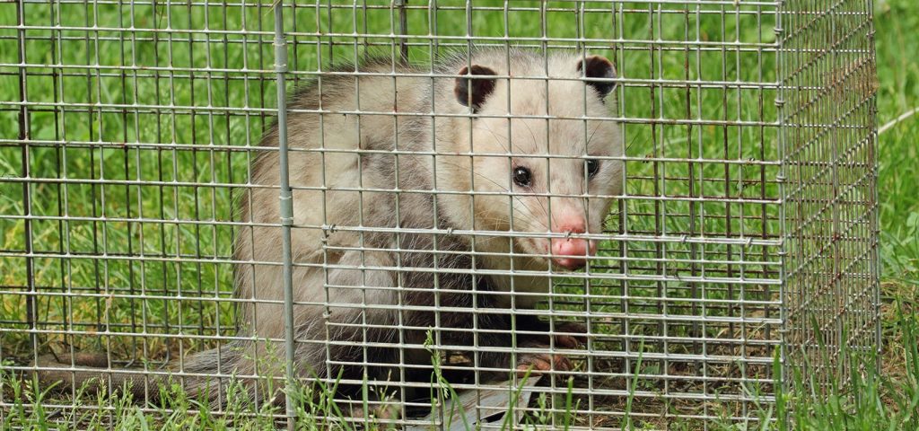 Animal Control Services Mansfield MA
