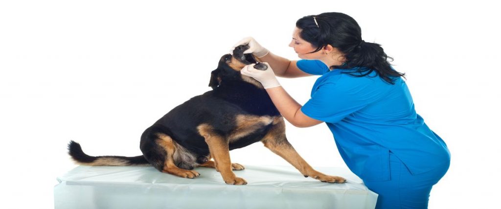Dog Day Care 78259