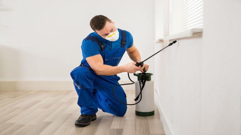 Hit Squad Pest Solutions