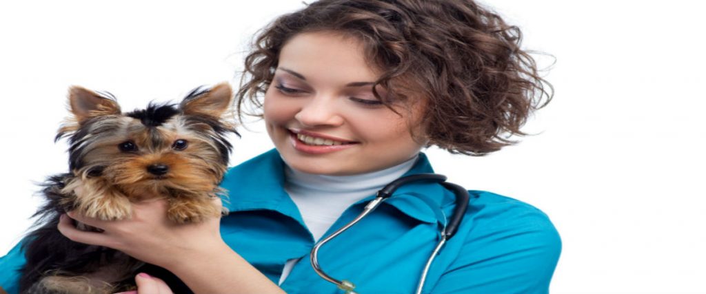 Choosing Your Next Animal Hospital