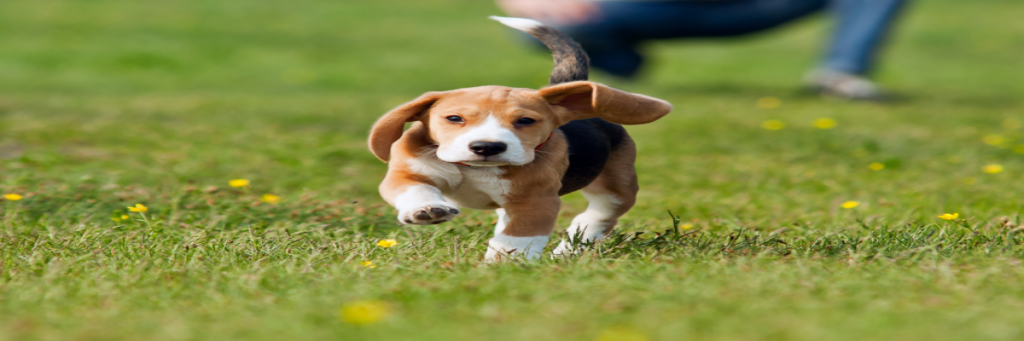 Puppies For Sale In Charlotte