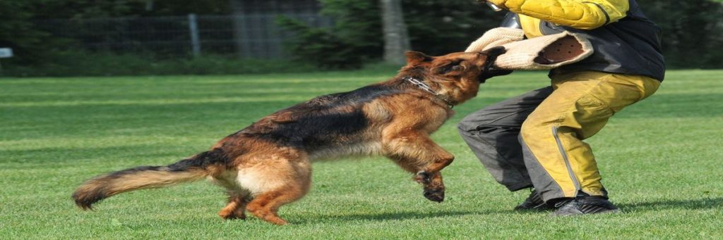 Dog Training Greenville