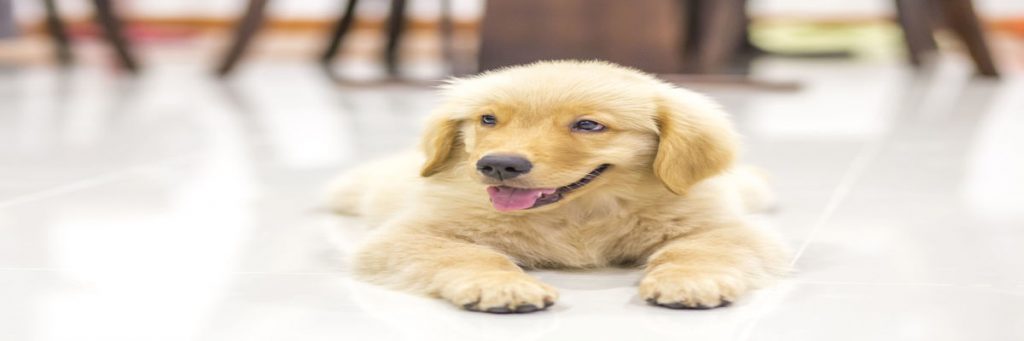 Pet Groomer in Charlotte NC