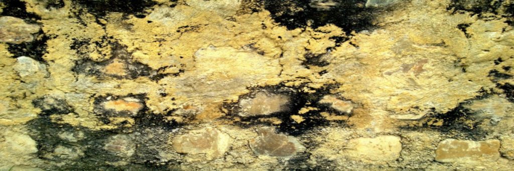 Mold Remediation Utah