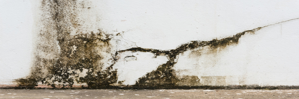 Flood Damage Restoration Plantation