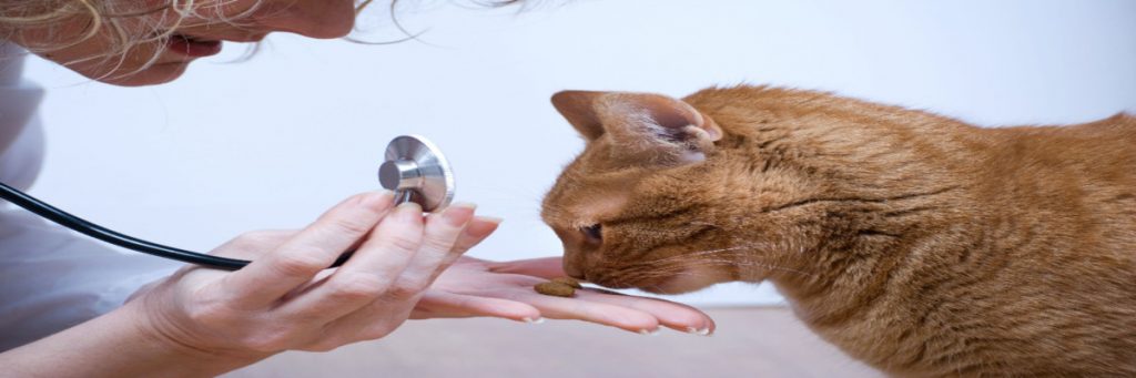 Pet Ultrasound Meridian