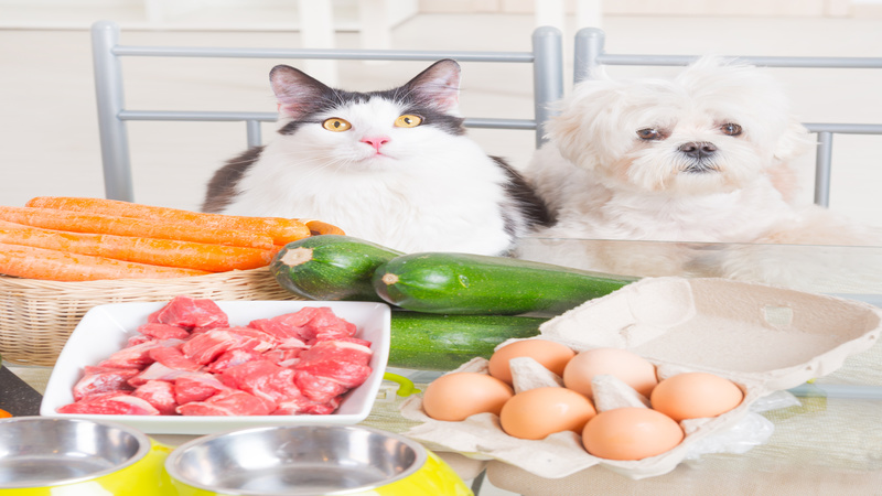 Online Cat Food Suppliers